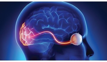 Lutein and Zeaxanthin Protect Vision While Boosting Brain Blood Flow